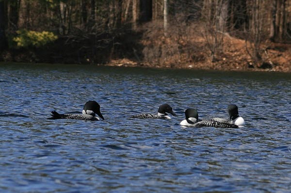 loons on the lake
